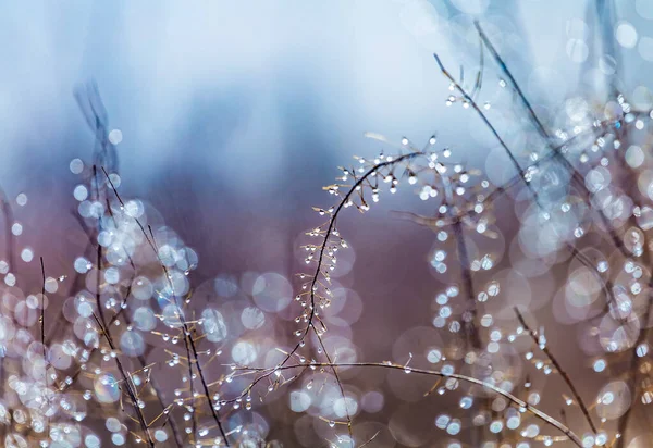 Kuru sonbahar otları ve sabah çiğ damlaları..
