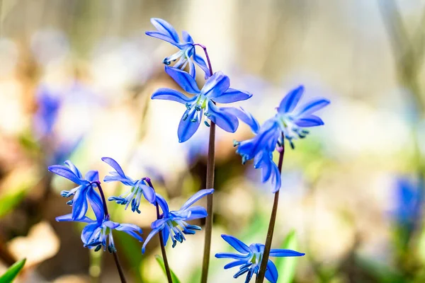 Mavi bahar scilla siberica çiçekleri yakın plan doğa orman arka planı, seçici yumuşak odak, bahar arkaplanı