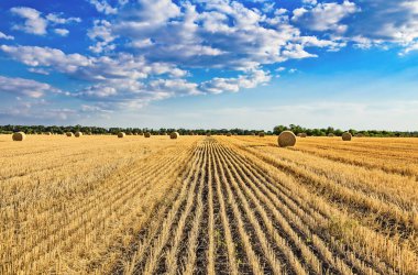 Güneşli bir günde hasat sonrası yazın veya sonbaharda sarı buğday tarlasında büyük yuvarlak silindirik saman balyaları veya saman balyaları. Biyoyakıt, biyogaz, hayvan yemi, inşaat malzemesi olarak kullanılan saman.