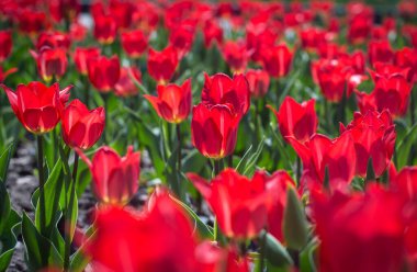 Parktaki kırmızı laleler çiçek tarhında. Kırmızı lale tarlası, bahar arkaplanı kırmızı renkte. Kapatın. Seçici odak.