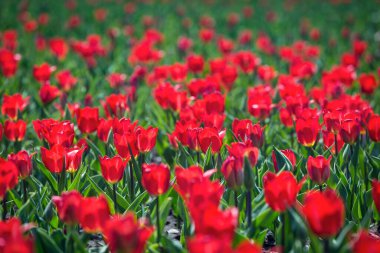 Parktaki kırmızı laleler çiçek tarhında. Kırmızı lale tarlası, bahar arkaplanı kırmızı renkte. Kapatın. Seçici odak.
