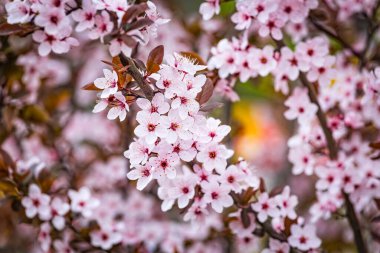 İlkbaharda mor yapraklı erik eriği Cerasifera Pissardii Ağacı 'nın güzel pembe çiçekleri. Kuru erik ağacı çiçeği..
