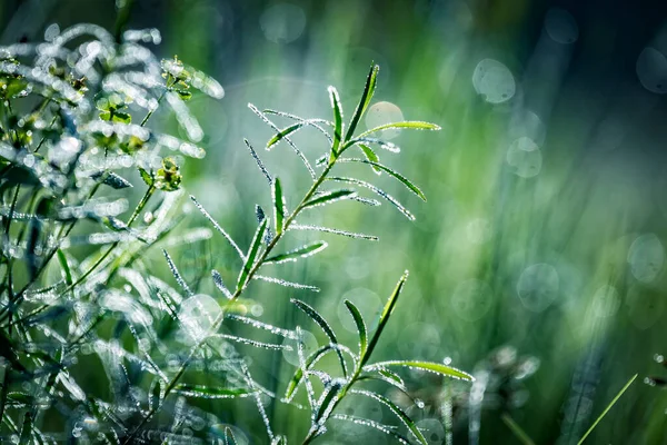 Свіжа Зелена Весна Або Літня Трава Краплями Роси Вранці Туманний — стокове фото