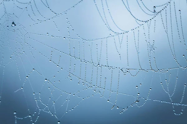 Close up abstract art macro photography of cobweb or spiderweb with rain or dew water drops in the morning fog. Natural abstract background.