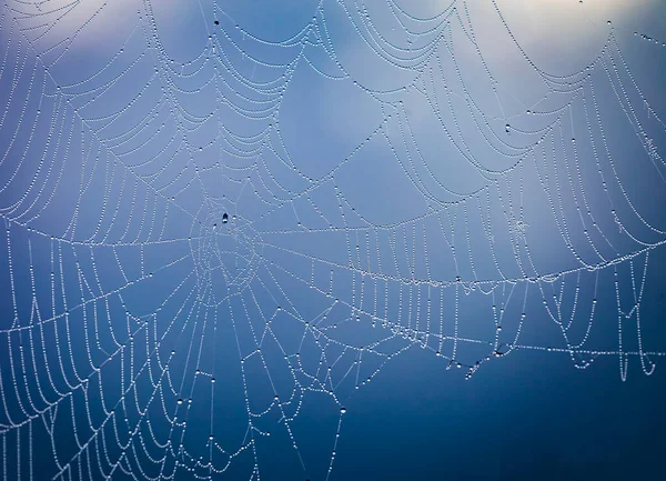 Nahaufnahme Abstrakter Kunst Makroaufnahmen Von Spinnweben Oder Spinnennetzen Mit Regentropfen — Stockfoto