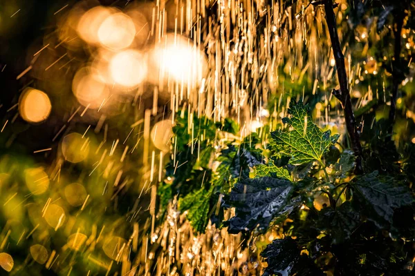 Plantas Folhas Sob Chuveiro Forte Chuva Com Gotas Água Nos — Fotografia de Stock