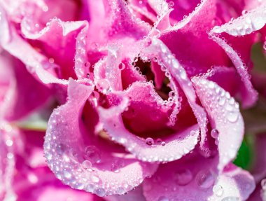 Close up of water drops of dew or rain on the delicate petals of a pink rose flower. Beautiful floral background.