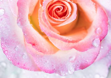 Close up of water drops of dew or rain on the delicate petals of a pink rose flower. Beautiful floral background.