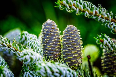 Close-up of young blue cones on the branches of fir Abies koreana or Korean Fir on green garden bokeh background. Selective focus. Beautiful evergreen coniferous ornamental tree.