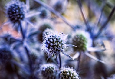 Close up of blue flowers, stems and leaves of thorny plant Eryngium planum, or the blue eryngo or flat sea holly. Natural floral blue background.