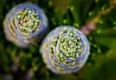 İlkbaharda yeşil bahçe arka planında köknar Abies Koreana ya da Kore firavunlarının dallarına genç mavi koni yakın plan. Seçici odaklanma. Güzel yeşil kozalaklı ağaç..