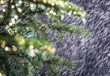 Spruce fir tree branch under a heavy rain shower with waterdrops in the golden rays of the sun in summer. Fresh rainy summer background. Rain and sun.
