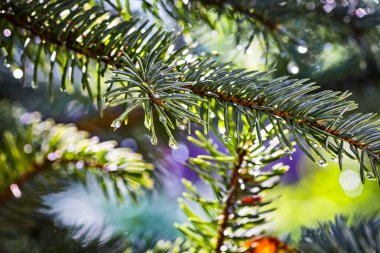 Spruce fir tree branch under a heavy rain shower with waterdrops in the golden rays of the sun in summer. Fresh rainy summer background. Rain and sun.