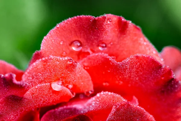 Close Gotas Água Orvalho Chuva Sobre Delicadas Pétalas Uma Rosa — Fotografia de Stock