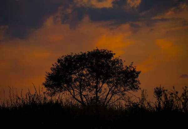 Pôr Sol Vermelho Fundo Silhueta Uma Árvore Grama Seca Céu — Fotografia de Stock