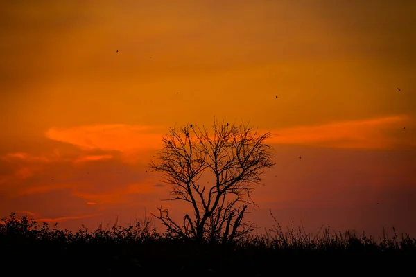 Pôr Sol Vermelho Fundo Silhueta Uma Árvore Grama Seca Céu — Fotografia de Stock