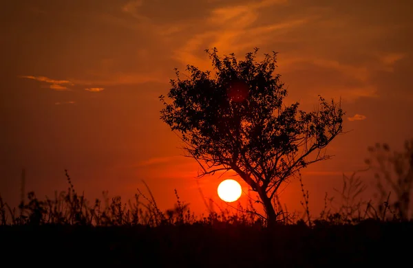 Red sunset of the hot sun on the background of the silhouette of a tree and dry grass. Red Sky. Global warming, climate change, extreme heat waves. Hot evening. Danger of fire.