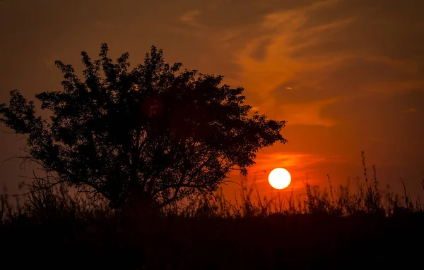 ツリーと乾燥した草のシルエットの背景に熱い太陽の赤い夕日 レッド スカイ 地球温暖化気候変動極端な熱波 暑い夜だ 火災の危険性 — ストック写真