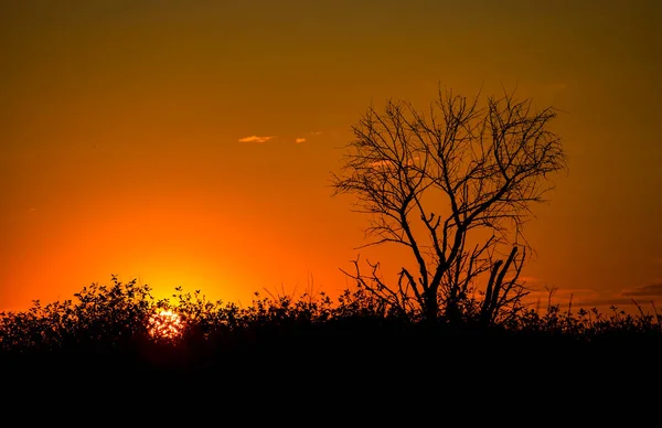 枯れ木や乾燥した草のシルエットを背景に 暑い太陽の赤い夕日 レッド スカイ 地球温暖化気候変動極端な熱波 暑い夜だ 火災の危険性 — ストック写真