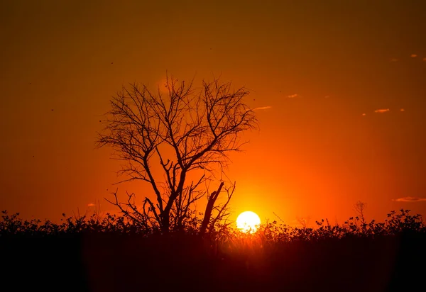 Pôr Sol Vermelho Sol Quente Fundo Silhueta Uma Árvore Grama — Fotografia de Stock