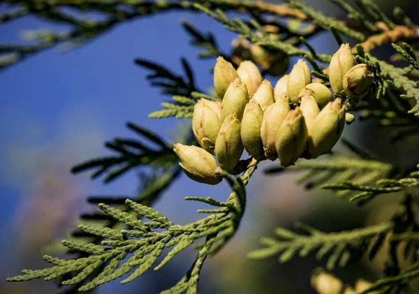 Conifer Evergreen Thuja Orientalis Northern White Cedar Branch Close Immature — Stock Photo, Image