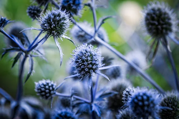 Modré Květy Stonky Listy Trnité Rostliny Eryngium Planum Nebo Modré — Stock fotografie