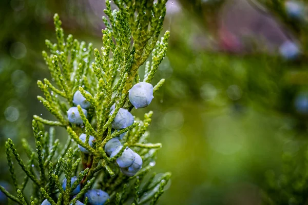 Close Berry Azul Preto Com Uma Flor Cera Esbranquiçada Feminino — Fotografia de Stock