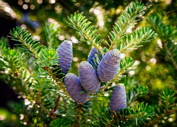 Close Young Blue Cones Branches Fir Abies Koreana Korean Fir — Stock Photo, Image