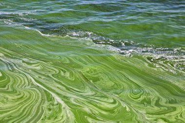 Ukrayna 'daki Dinyeper nehrinin sularında Algal çiçek açtı. Suyun yeşil rengi hızlı bir artıştan ya da yosun birikintisinden kaynaklanıyor. Ekolojik felaket. Su kirliliği. Doğal yeşil soyut arkaplan