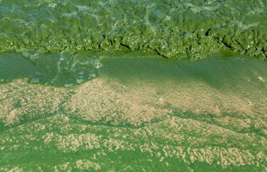 Ukrayna 'daki Dinyeper nehrinin sularında Algal çiçek açtı. Suyun yeşil rengi hızlı bir artıştan ya da yosun birikintisinden kaynaklanıyor. Ekolojik felaket.