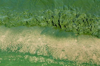Ukrayna 'daki Dinyeper nehrinin sularında Algal çiçek açtı. Suyun yeşil rengi hızlı bir artıştan ya da yosun birikintisinden kaynaklanıyor. Ekolojik felaket.