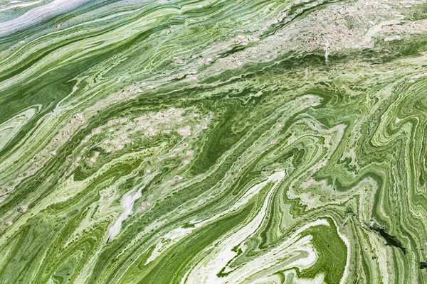 Algal Florecen Agua Del Río Dniéper Ucrania Color Verde Del —  Fotos de Stock