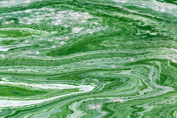 Fioritura Algale Acqua Del Fiume Dnieper Ucraina Colore Verde Dell — Foto Stock