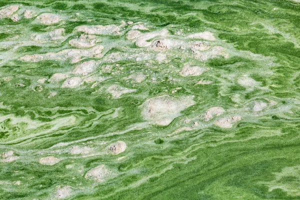 Algal Florescer Água Rio Dnieper Ucrânia Cor Verde Água Causada — Fotografia de Stock