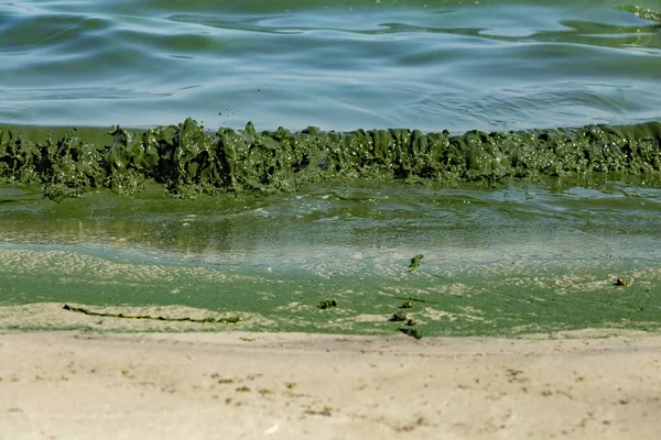 Цветение Водорослей Водах Днепра Украине Зеленый Цвет Воды Вызванный Быстрым — стоковое фото