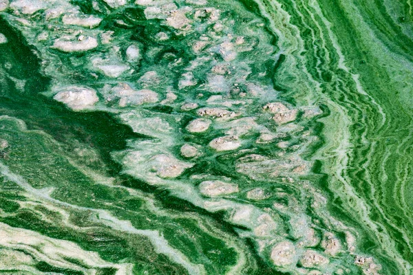 Algal Florecen Agua Del Río Dniéper Ucrania Color Verde Del — Foto de Stock