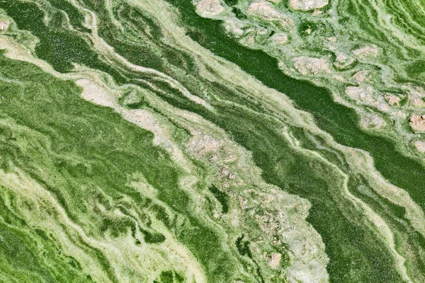 Řasový Květ Vodě Řeky Dněpru Ukrajině Zelená Barva Vody Způsobená Stock Snímky