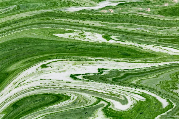 Řasový Květ Vodě Řeky Dněpru Ukrajině Zelená Barva Vody Způsobená Stock Fotografie