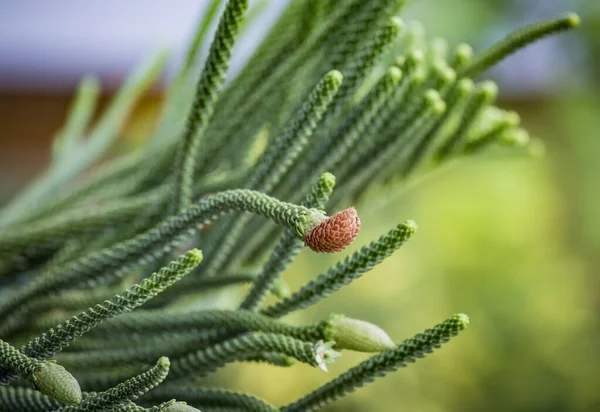 Nahaufnahme Junger Männlicher Zapfen Ast Des Immergrünen Nadelbaums Araucaria Columnaris — Stockfoto