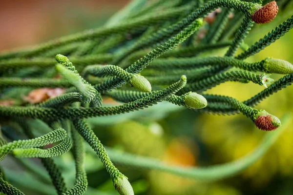 Nahaufnahme Junger Männlicher Zapfen Ast Des Immergrünen Nadelbaums Araucaria Columnaris — Stockfoto