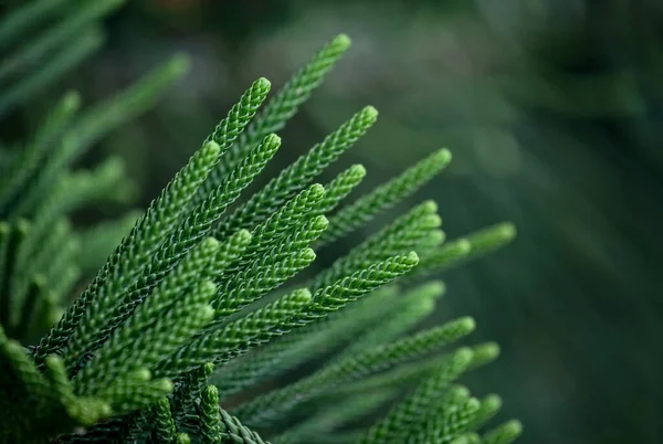 Close Branch Evergreen Coniferous Tree Araucaria Columnaris Coral Reef Araucaria — Stock Photo, Image