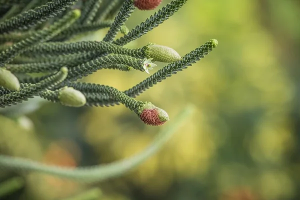 Close Young Male Cones Branch Evergreen Coniferous Tree Araucaria Columnaris — Stock Photo, Image