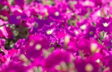 Bahçedeki bir sürü çiçek açan pembe Petunia Hybrida çiçeklerini kapatın. Seçici odaklanma. Pembe çiçeklere yakın çekim. Pembe çiçek çiçek arkaplanı.