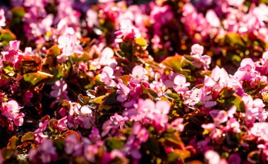 Bahçede Begonya semperfloren çiçekleri. Seçici odaklanma. Pembe çiçeklere yakın çekim. Pembe çiçek çiçek arkaplanı.