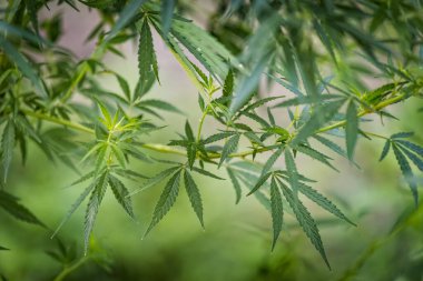 Doğal ortamda taze yapraklar, tomurcuklar ve kenevir kenevir bitkisi sapları. Seçici odak.