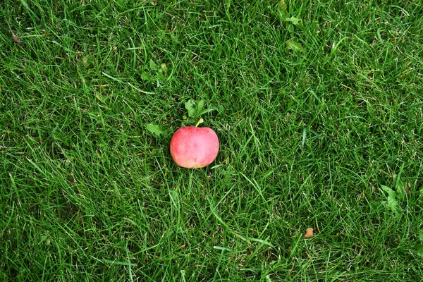 Červené Jablko Čerstvé Trávě — Stock fotografie