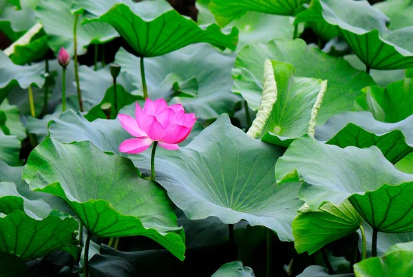 Flor Loto Rosa Estanque — Foto de Stock