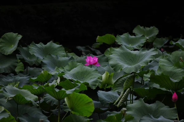 Rosa Lotusblomma Damm — Stockfoto