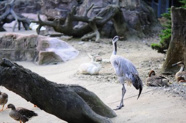 Gri balıkçıl ardea cinerea