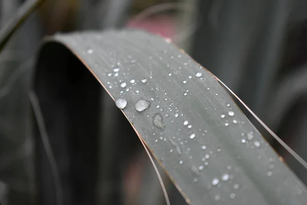 Gotas Lluvia Sobre Hierba — Foto de Stock